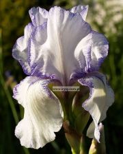 Iris ‘Orinoco FLow’