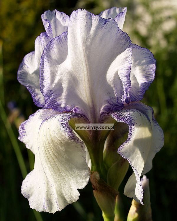 Iris ‘Orinoco FLow’