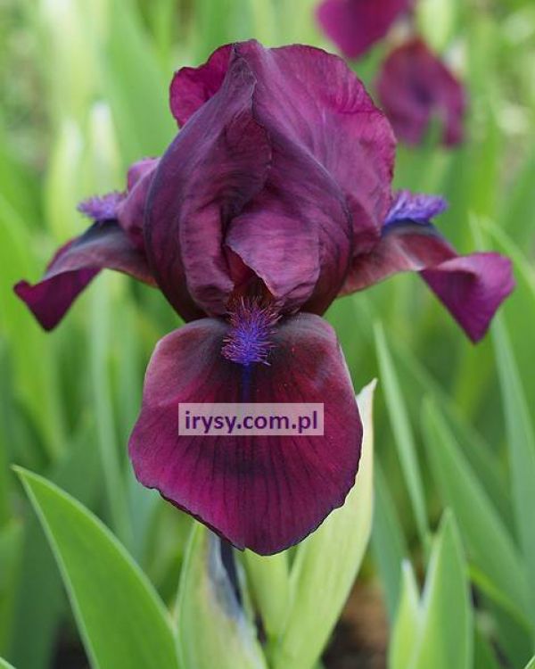 Iris ‘Cherry Garden’